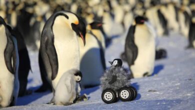 Robotický tučňák pomáhá výzkumníkům se dostat blíž